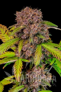 Lemon Cherry Cookies Auto - FASTBUDS
