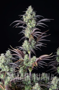 Mimosa Cake Auto - FASTBUDS