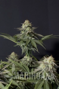 Orange Sherbet FAST - FASTBUDS