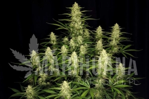 Papaya Cookies Auto - FASTBUDS