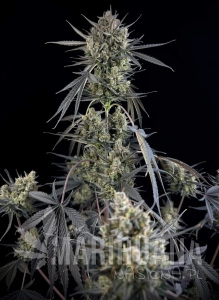 Pound Cake Auto - FASTBUDS