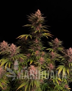Purple Lemonade FAST - FASTBUDS