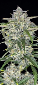 Sour Jealousy Auto - FASTBUDS