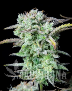 Strawberry Banana Auto - FASTBUDS