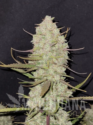 Tropicanna Cookies Auto.png