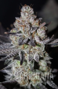Tropicana Cookies FAST - FASTBUDS