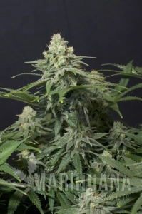 Weeding Cheesecake FAST - FASTBUDS