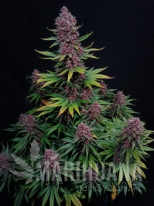 Ztrawberriez Auto - FASTBUDS
