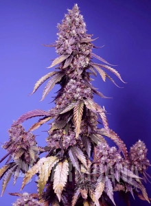 Black Muffin F1 Fast Version - SWEET SEEDS