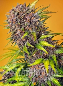 Diablo Rojo XL Auto - SWEET SEEDS