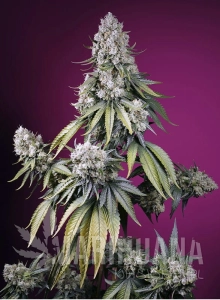 Jealousy Z XL Auto - SWEET SEEDS