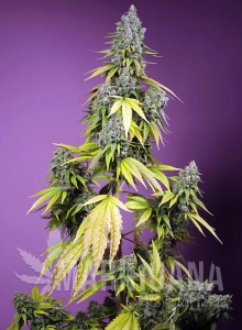 Jet Fuel Mandarine XL Auto - SWEET SEEDS