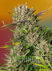 Papaya Zoap Auto - SWEET SEEDS