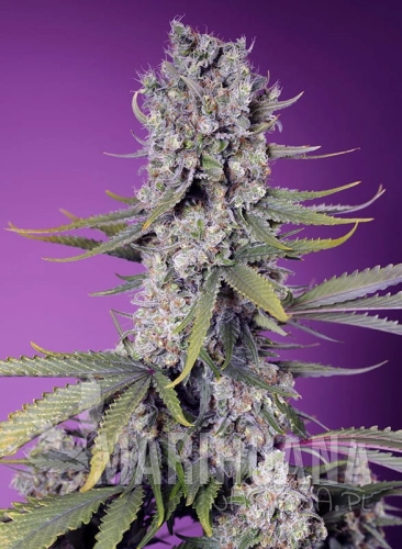 papaya-zoap-f1-fast-version.jpg