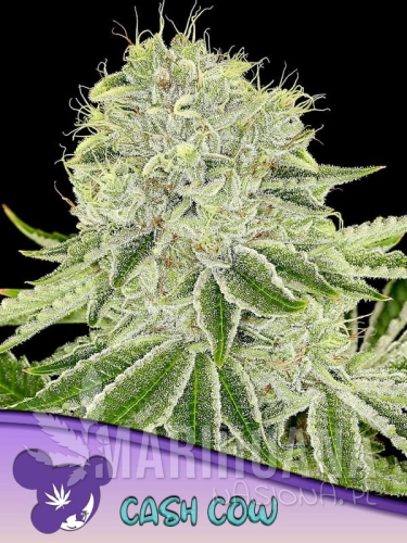 Cash-Cow-600x800-1.jpg