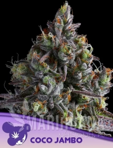 Coco Jambo - ANESIA SEEDS