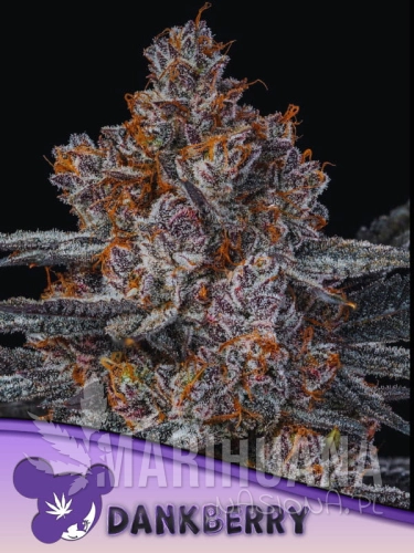 Dankberry-product.jpg