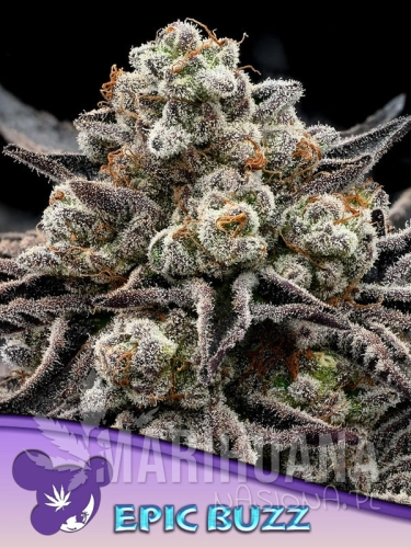 Epic-Buzz-600x800-1.jpg