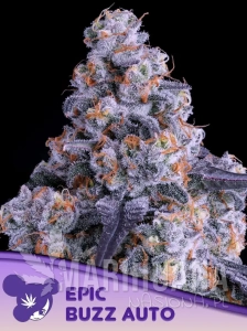 Epic Buzz Auto - ANESIA SEEDS