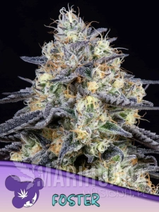 Foster - ANESIA SEEDS