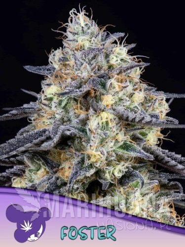 Foster-600x800-1.jpg