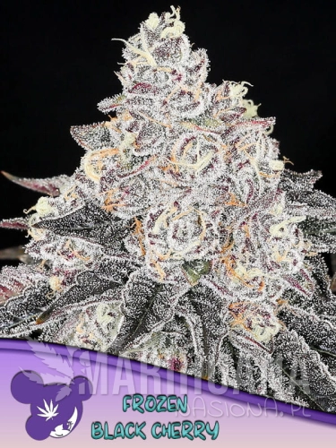 Frozen-Black-Cherry-600x800-1.jpg