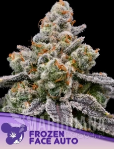Frozen Face Auto - ANESIA SEEDS