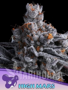 High MARS - ANESIA SEEDS