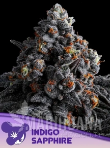 Indigo Sapphire - ANESIA SEEDS