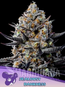 Jealousy Dankness - ANESIA SEEDS