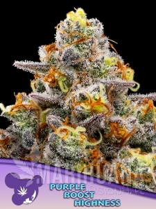 Purple Boost Highness - ANESIA SEEDS