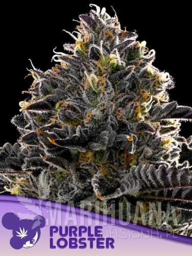 Purple Lobster.png