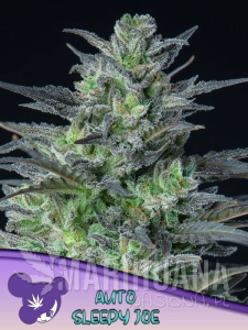 Sleepy Joe Auto - ANESIA SEEDS