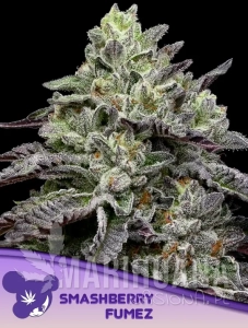 Smashberry Fumez - ANESIA SEEDS