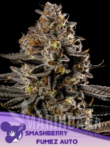 Smashberry Fumez Auto - ANESIA SEEDS