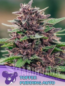 Toffee Pudding Auto - ANESIA SEEDS