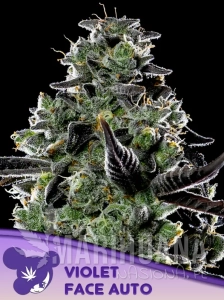 Violet Face Auto - ANESIA SEEDS