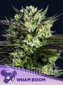 Wham Boom - ANESIA SEEDS