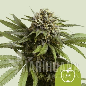 Apple Fritter Auto - ROYAL QUEEN SEEDS