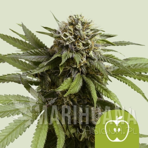apple-fritter-automatic.jpg