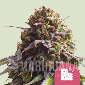 Biscotti - ROYAL QUEEN SEEDS