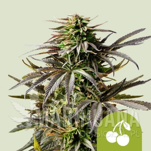 Cherry Pie Auto - ROYAL QUEEN SEEDS