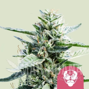 Granddaddy Purple - ROYAL QUEEN SEEDS