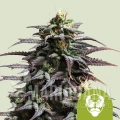 granddaddy-purple-automatic.jpg
