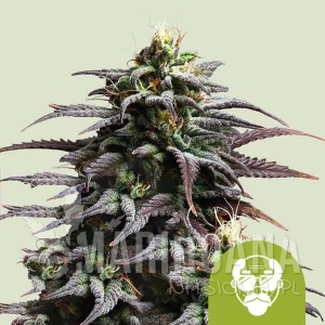 Granddaddy Purple Auto - ROYAL QUEEN SEEDS