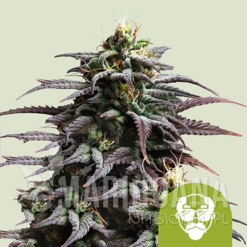 granddaddy-purple-automatic.jpg
