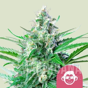 Grape Ape - ROYAL QUEEN SEEDS