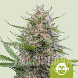 Grape Ape Auto - ROYAL QUEEN SEEDS