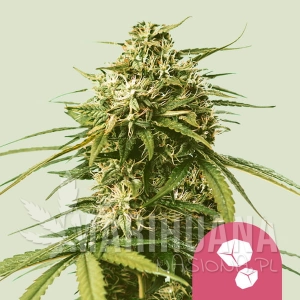 Gushers - ROYAL QUEEN SEEDS