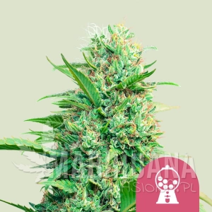 Pink Runtz - ROYAL QUEEN SEEDS